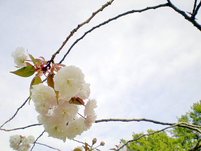 cherry blossome